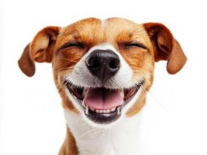 Smile Dog – These Are the 12 Scariest Creepypasta Characters of All Time