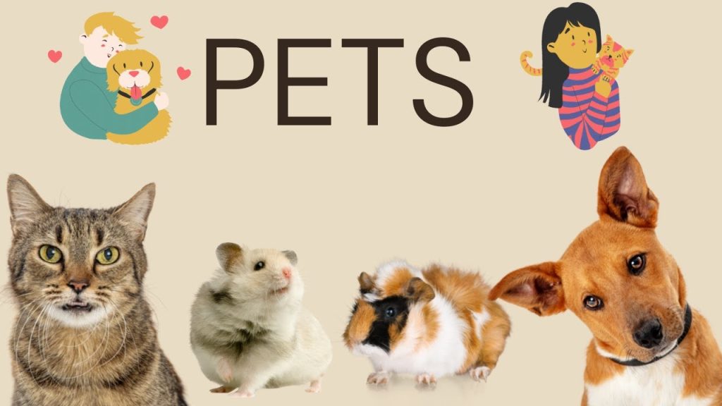 Comparison Guide on Pet Insurance, Australian Dog/Cat owners.