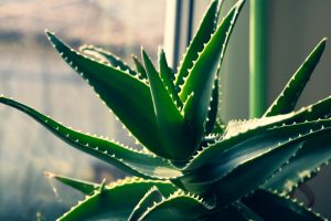 How to Make Aloe Vera Gel Fresh at Home Easily