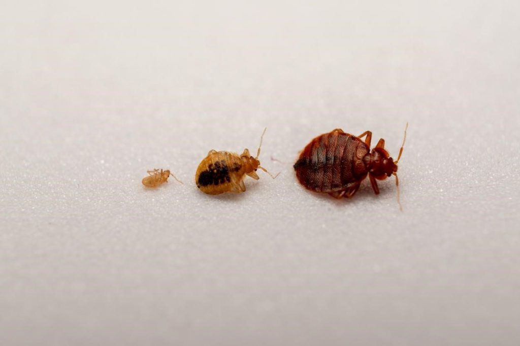 Best Luggage Habits to Avoid Bringing Bed Bugs Home