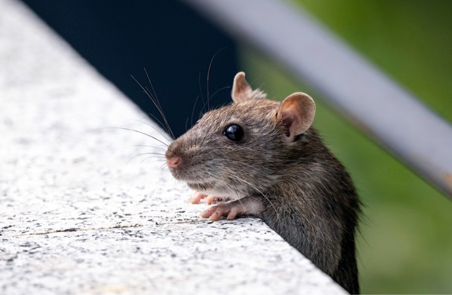 Pest Service