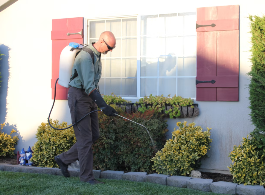Pest Service