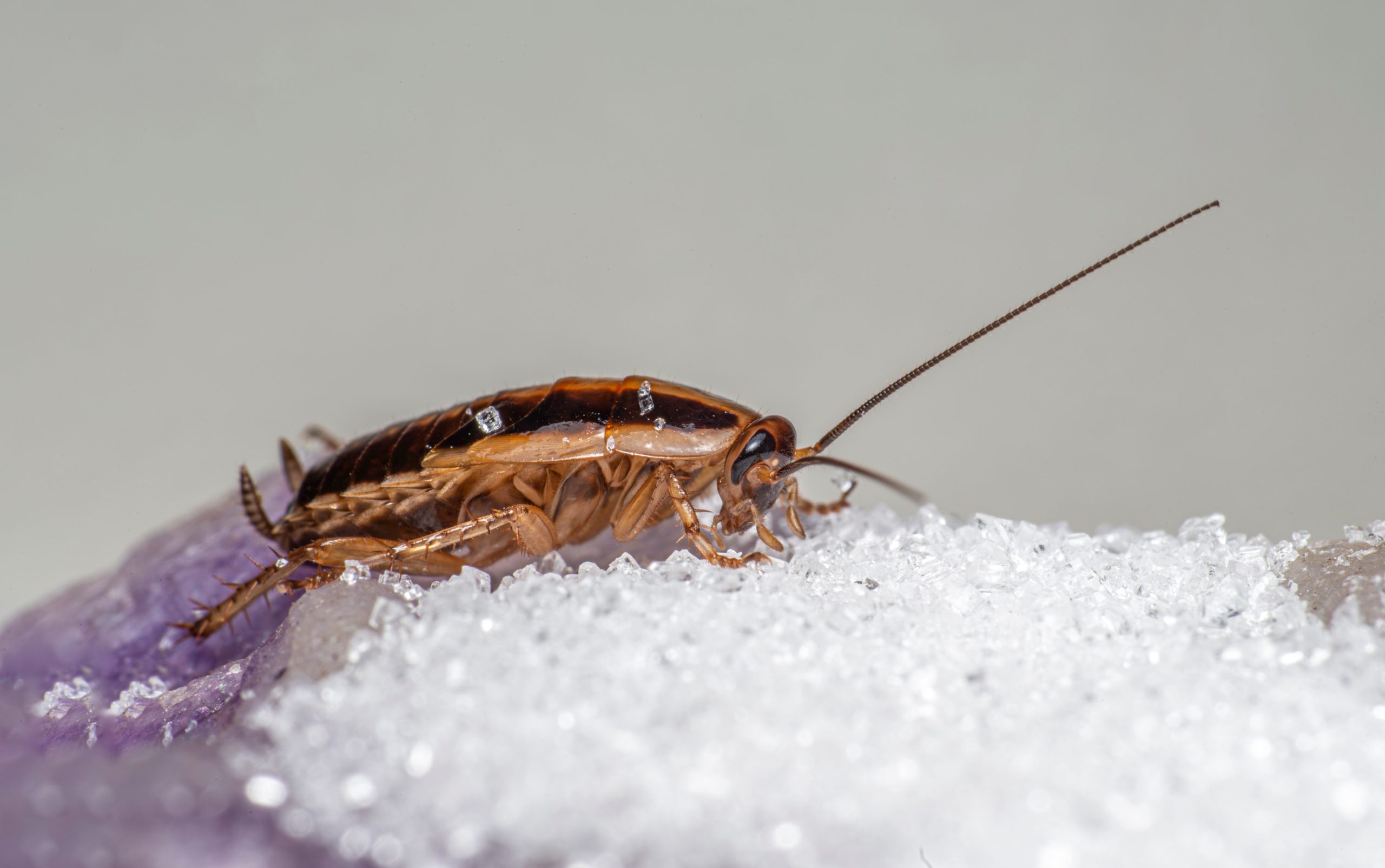 Exterminator