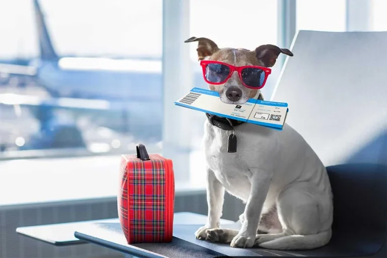 How Pet Boarding Became the Quiet Backbone of Modern Travel