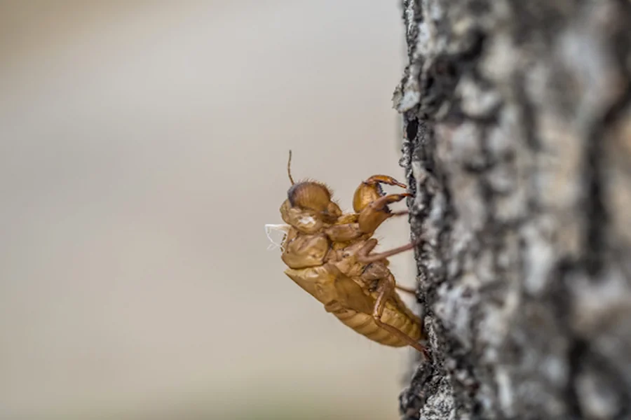 Termite 